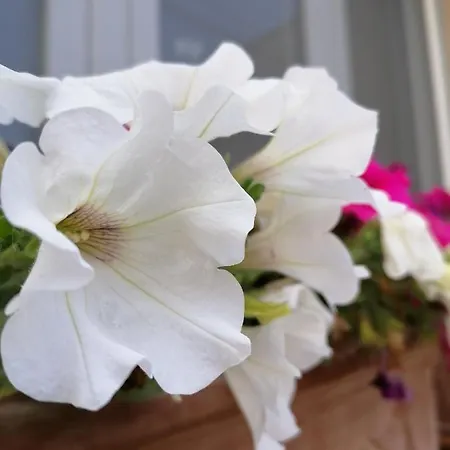 Vakantiehuis Casa Cost Tuglie