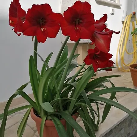 Casa Cost Vakantiehuis *