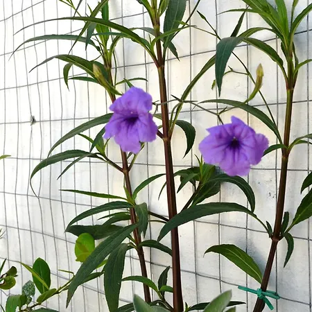 Vakantiehuis Casa Cost