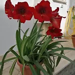 Casa Cost Casa vacanze *
