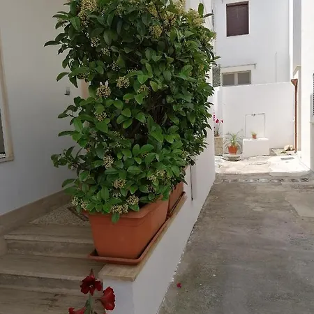 Casa Cost * Тулье