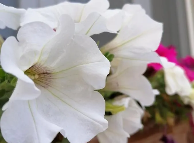 度假居 Casa Cost 图列