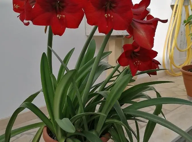 Casa Cost 度假居 *